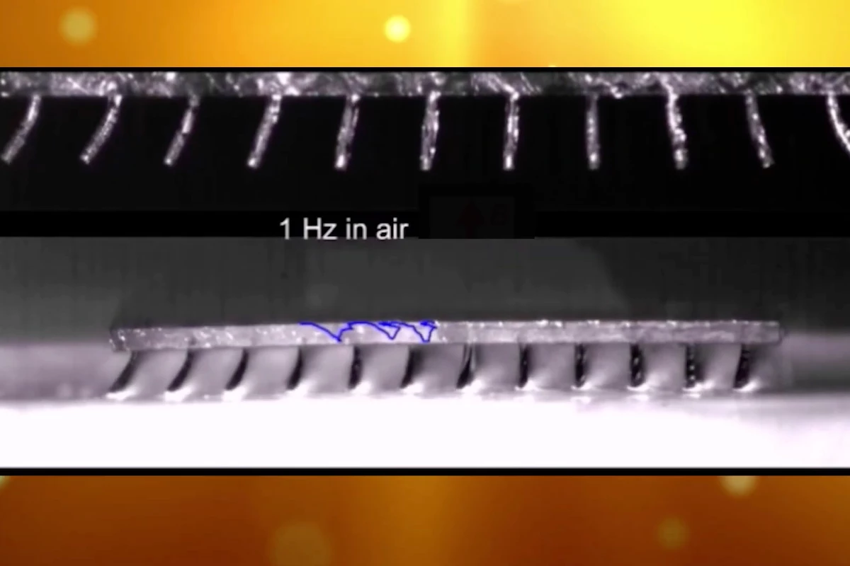 The cilia-propelled micro-robot (middle), with a close-up of its cilia at top