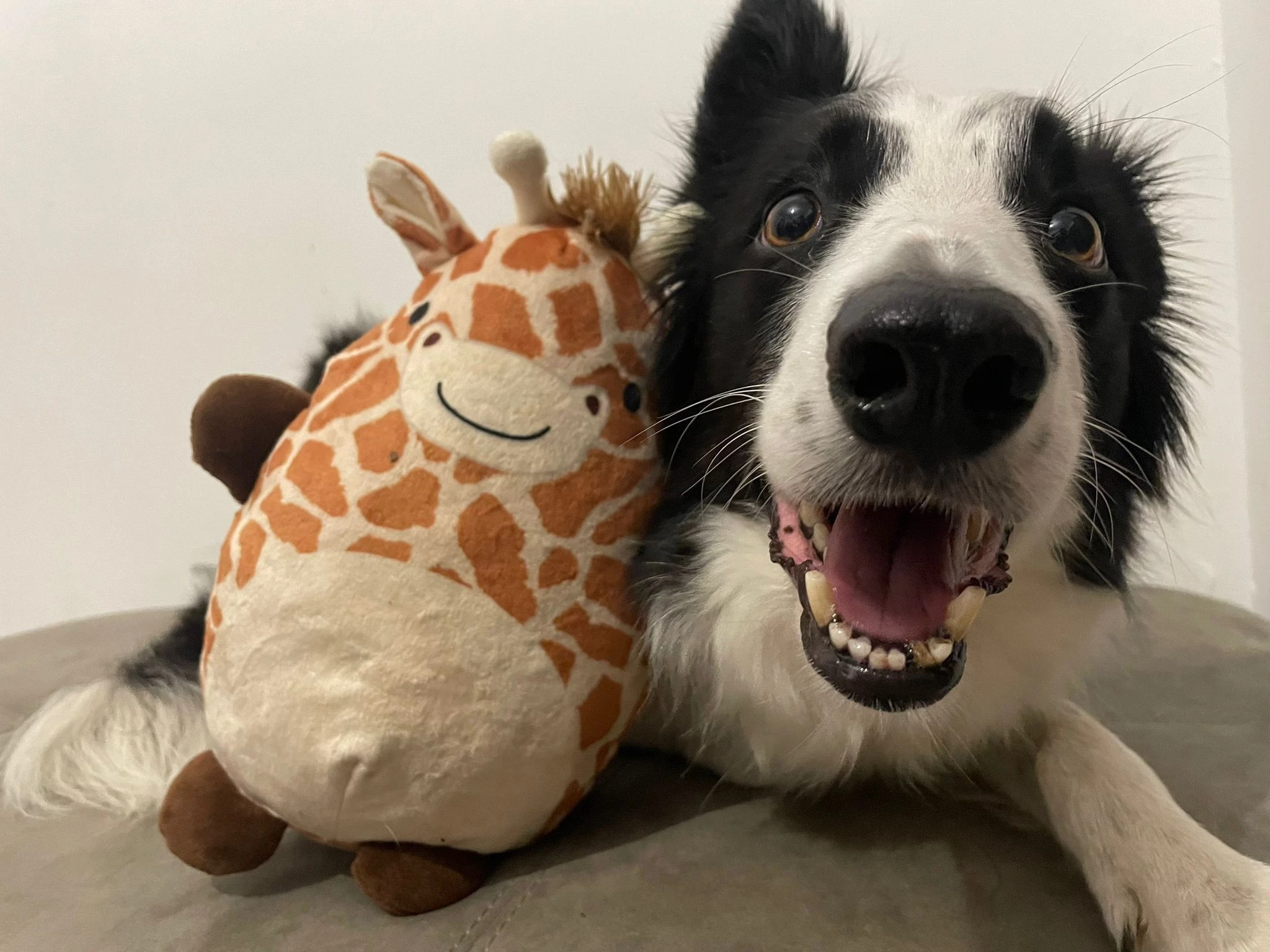 Gifted Word Learner dog Arya, with a favorite toy