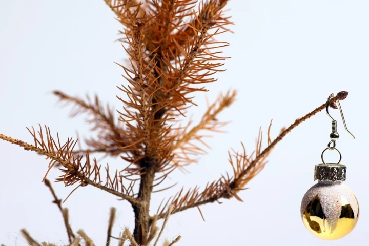 A class of Australian schoolgirls have discovered an easy way to keep Christmas trees greener for longer (Photo: Shutterstock)