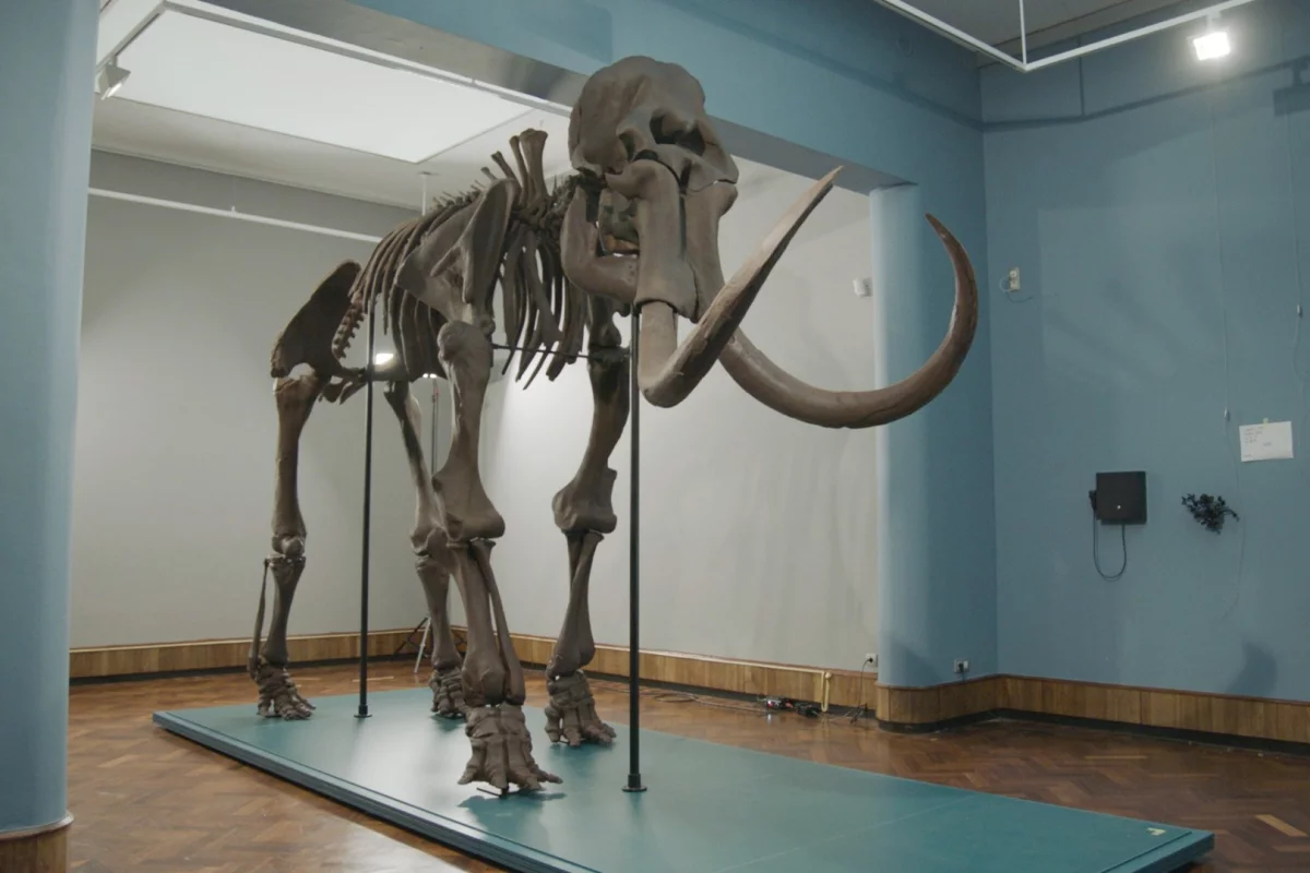 The fully-assembled Mammoth of Lier replica