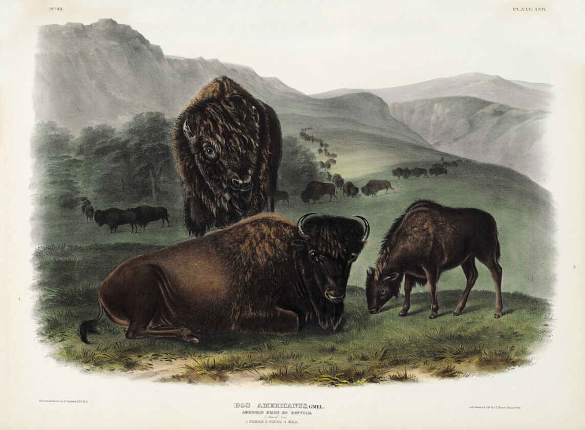 $348,500 | The Viviparous Quadrupeds of North America by John James Audubon & Rev. John Bachman | Auction House: Christie's | Sale price: US$348,500| Official Estimate: US$200,000 to $300,000 | Date of sale: June 14, 2018