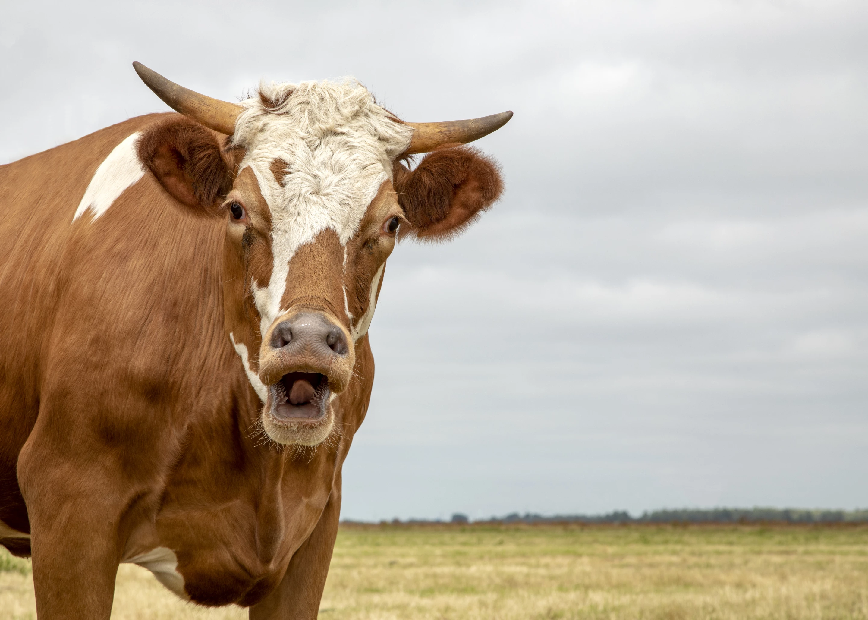 Cows that were fed a modified form of halloysite clay had up to 30% less methane in their burps