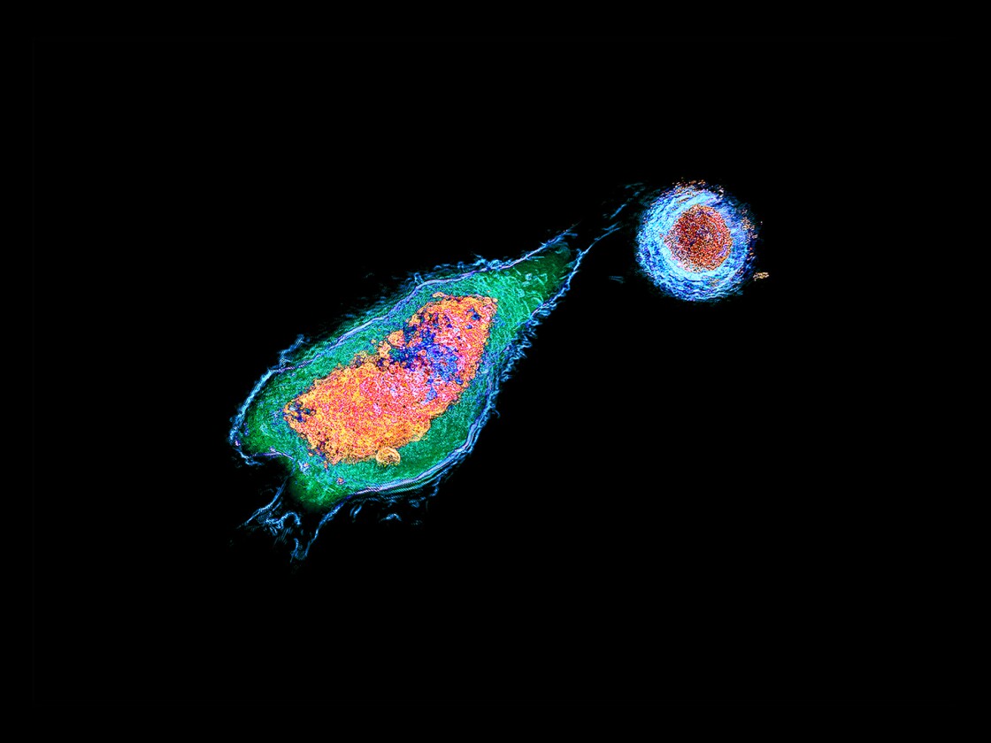 T-cell interactions with antigens were able to be observed in 3D and while alive, thanks to Nanolive's 3D Cell Explorer