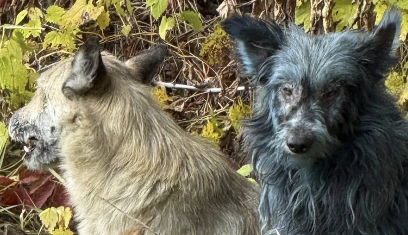 Images of the blue dogs led to speculation of genetic mutations among the population