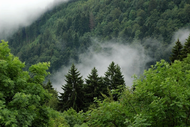 A new study has found that in response to increasing rates of human-induced CO2 in the atmosphere, the Earth's vegetation has increased the rate at which it absorbs carbon