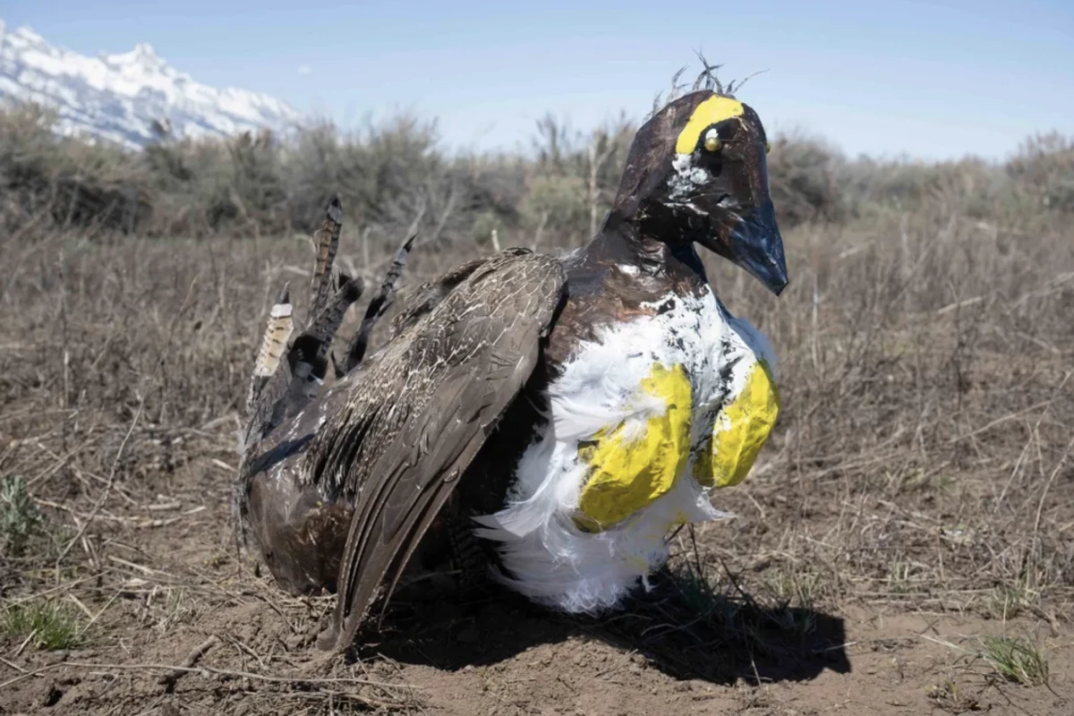 Can this replica attract the real birds? Rangers hope so