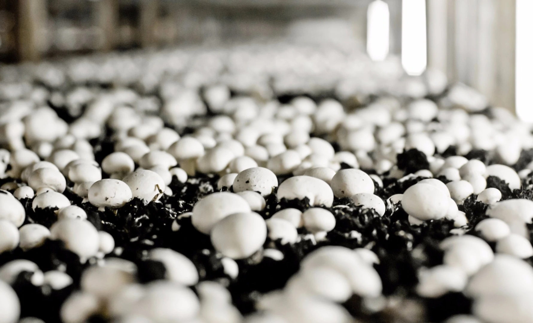 They might not look as good as steak, but eating mushrooms instead of meat might make you feel more full, which could help with your weight loss goals