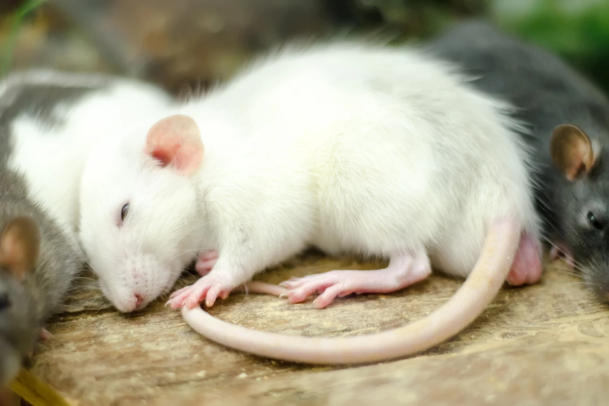 Scientists have found that inducing a hibernation-like state in mice during heart surgery can protect organs from damage