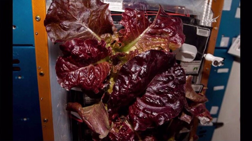 Red romaine lettuce grown on the ISS