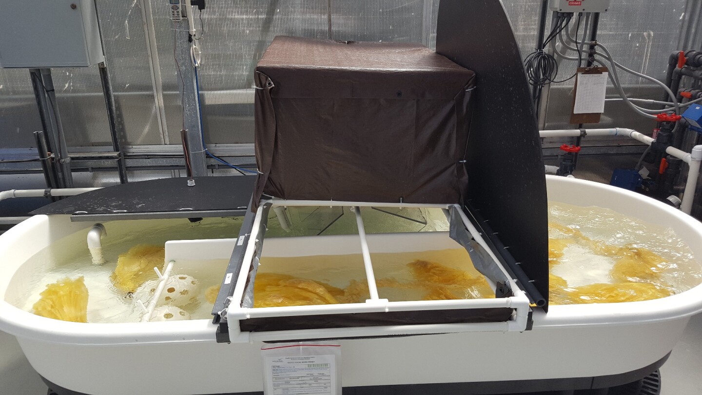 Test set up for uranium extraction