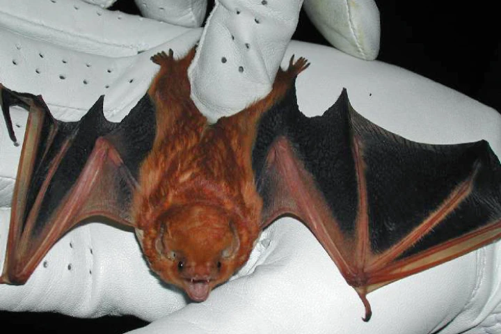 An Israeli zoologist plans on studying bat behavior by equipping captive-raised bats with GPS, ultra-sonic microphones, and other sensors