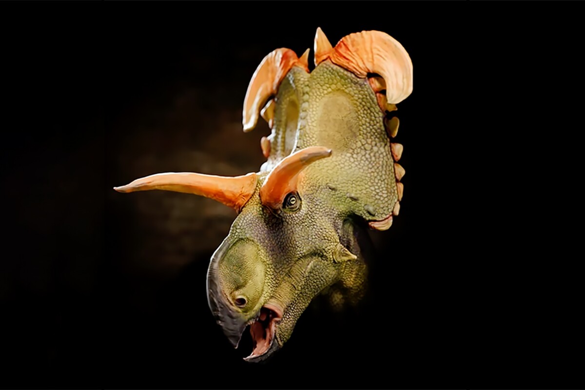 New Dinosaur Named After a Deity Due to its Unique Headgear The Natural History Museum of Utah has unveiled a previously undiscovered species of horned, herbivorous dinosaur, an ancestor of the Triceratops. Its distinctive and impressive headgear has led to it being named after a deity.