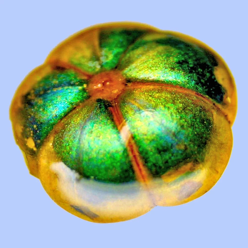 The Bastard Hogberry was one of the inspirations for the color-changing fibers