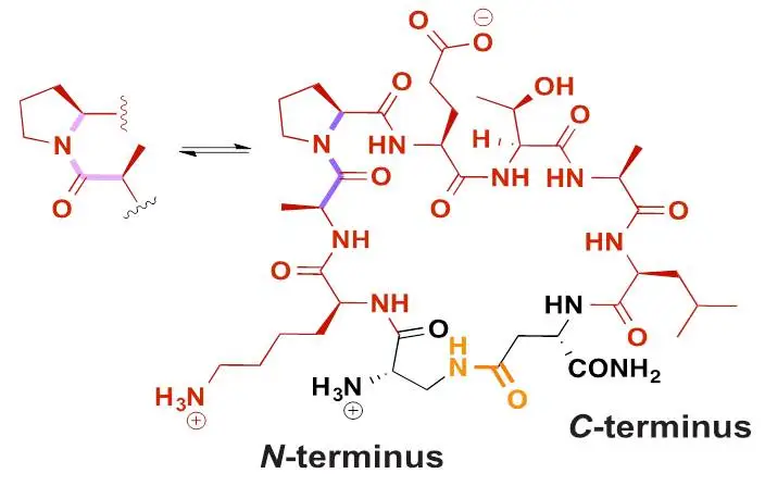 MiniAp-4, a modified peptide could help ferry drugs through the blood brain barrier
