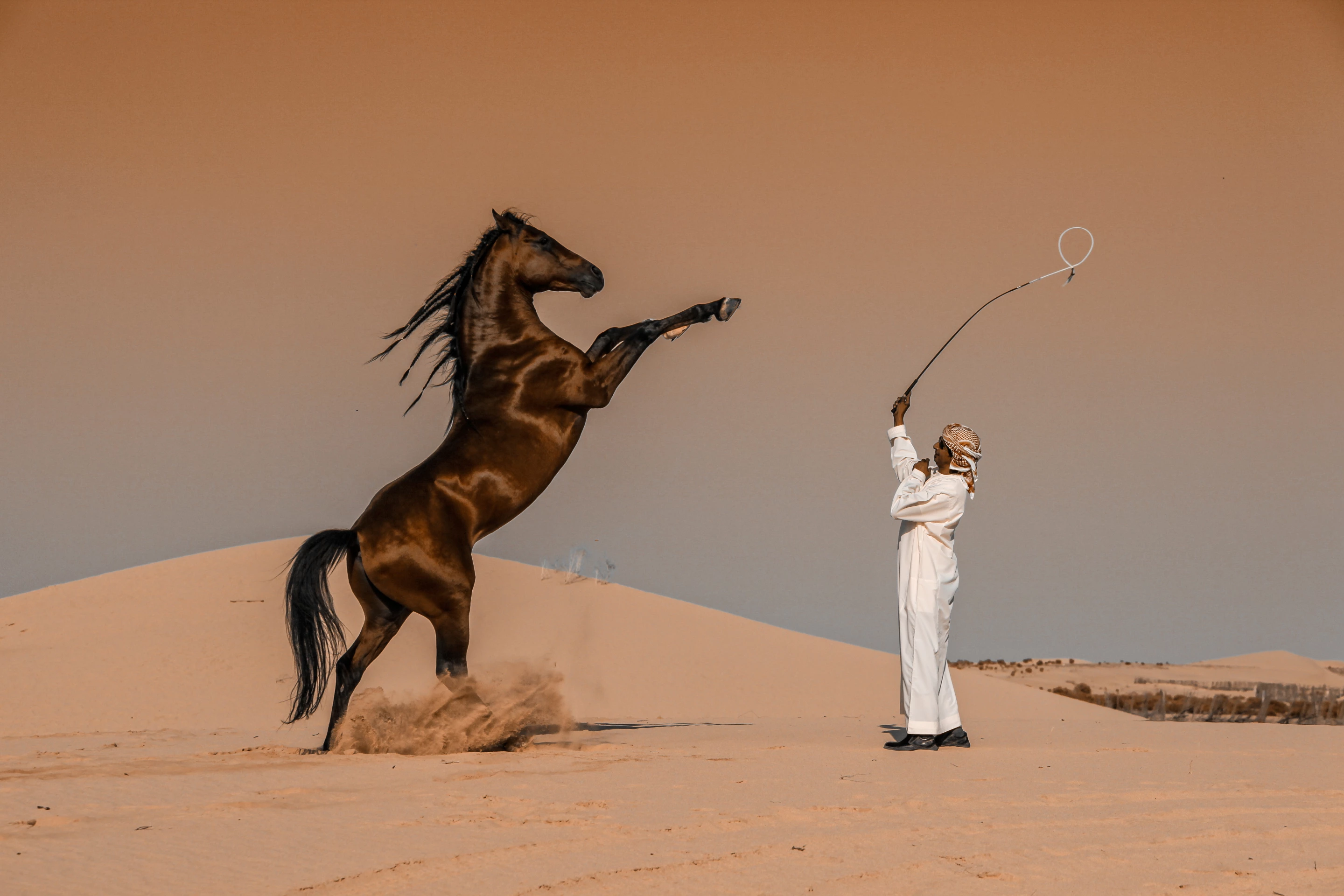 Winner, Saudi Arabia. "Horse Motion". A horse breeder plays a horse in one of the stables of Abu Dhabi, United Arab Emirates