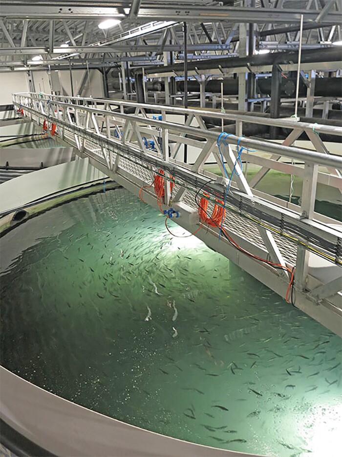 One of the conditions of the approval is that the salmon be raised in land-based farms rather than sea-cages