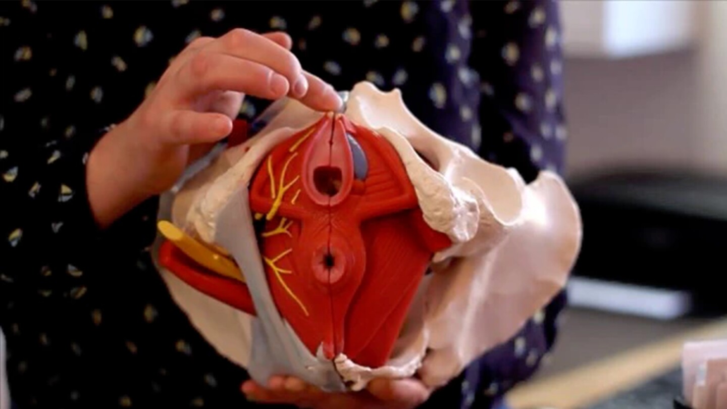 Pelvic floor muscles