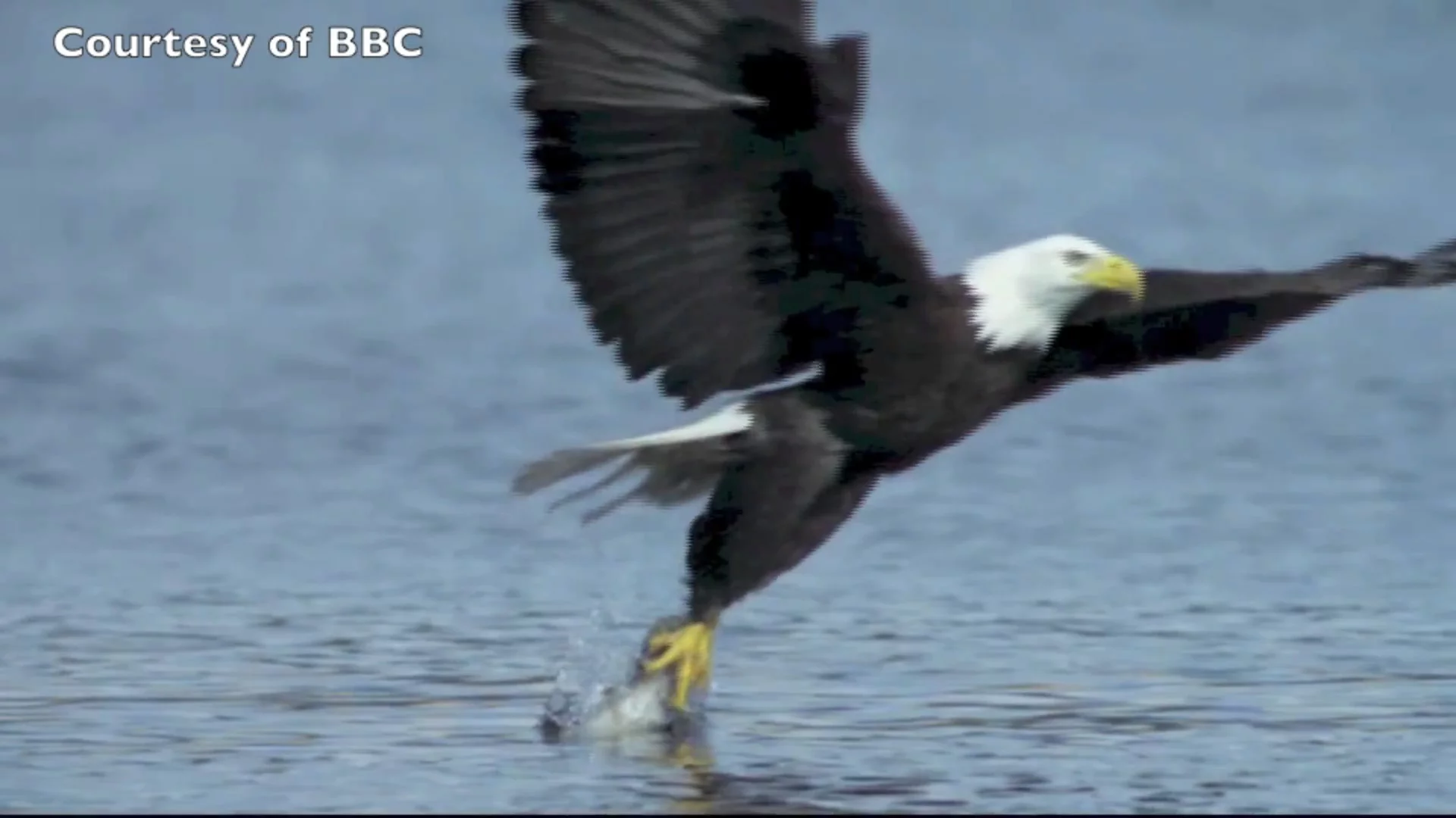 The eagle swings its legs back to reduce the velocity at the grasping point, allowing it to strike without slowing down (Photo: BBC)