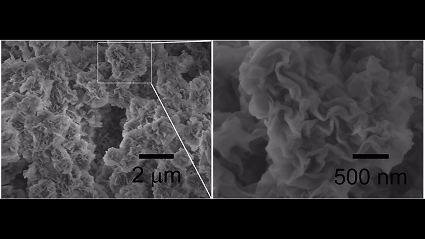The researchers formed the nanoplates into a coral-like curled structure, allowing them to behave in a similar way to organic coral