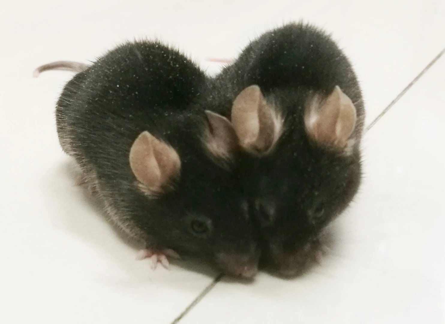 Two mice – an older and a young one – surgically connected to share a circulatory system