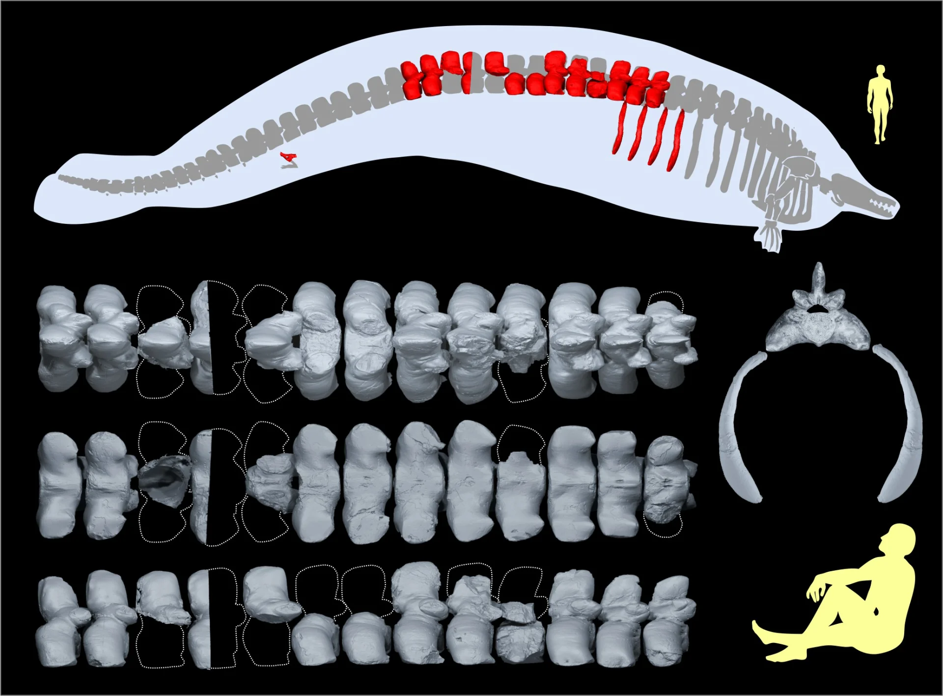 Colossal new species may be largest animal that ever existed