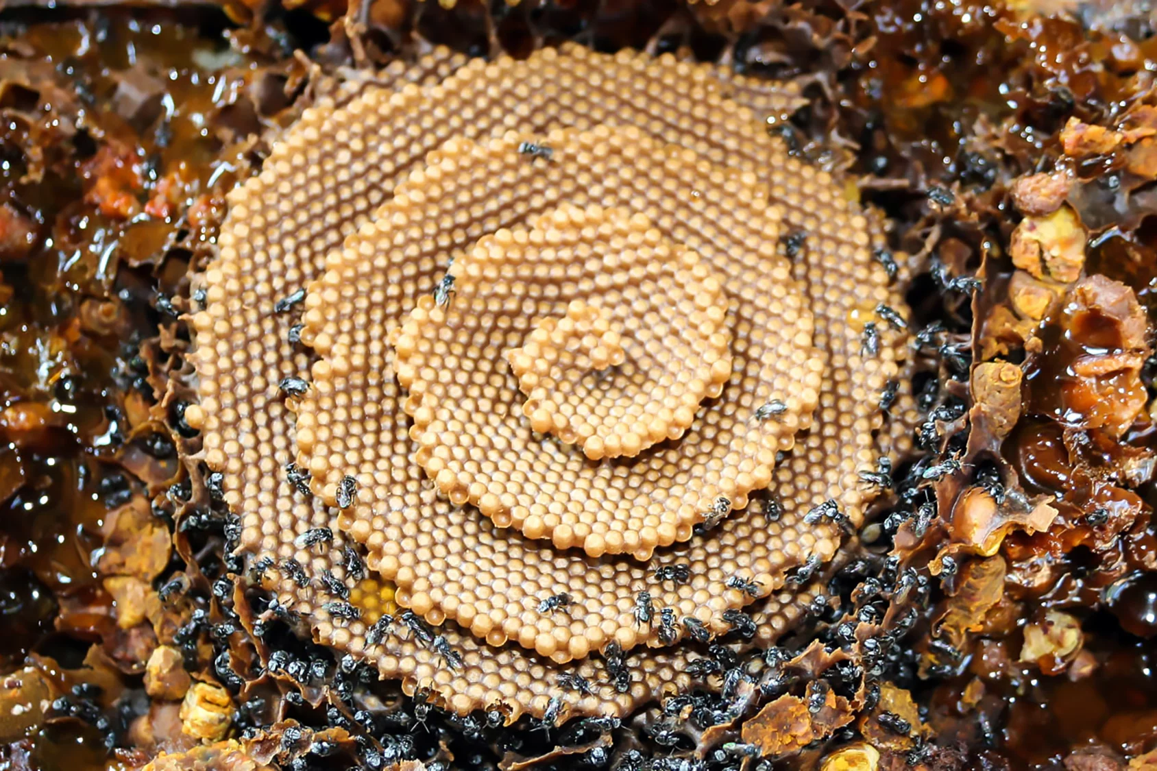 T. carbonaria bees produce these incredible spiral hives