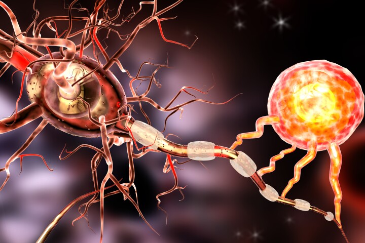 In multiple sclerosis, the body's own immune system attacks the myelin sheaths that protect nerves