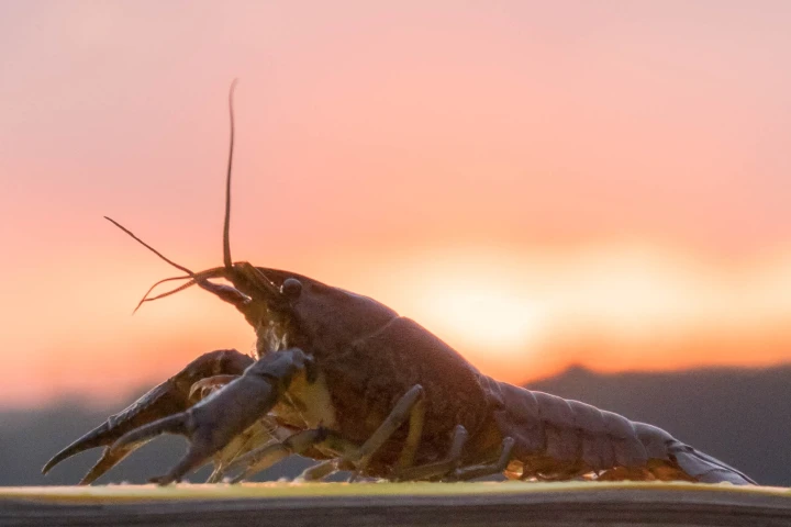 The marbled crayfish may help shed new light on processes in tumor development