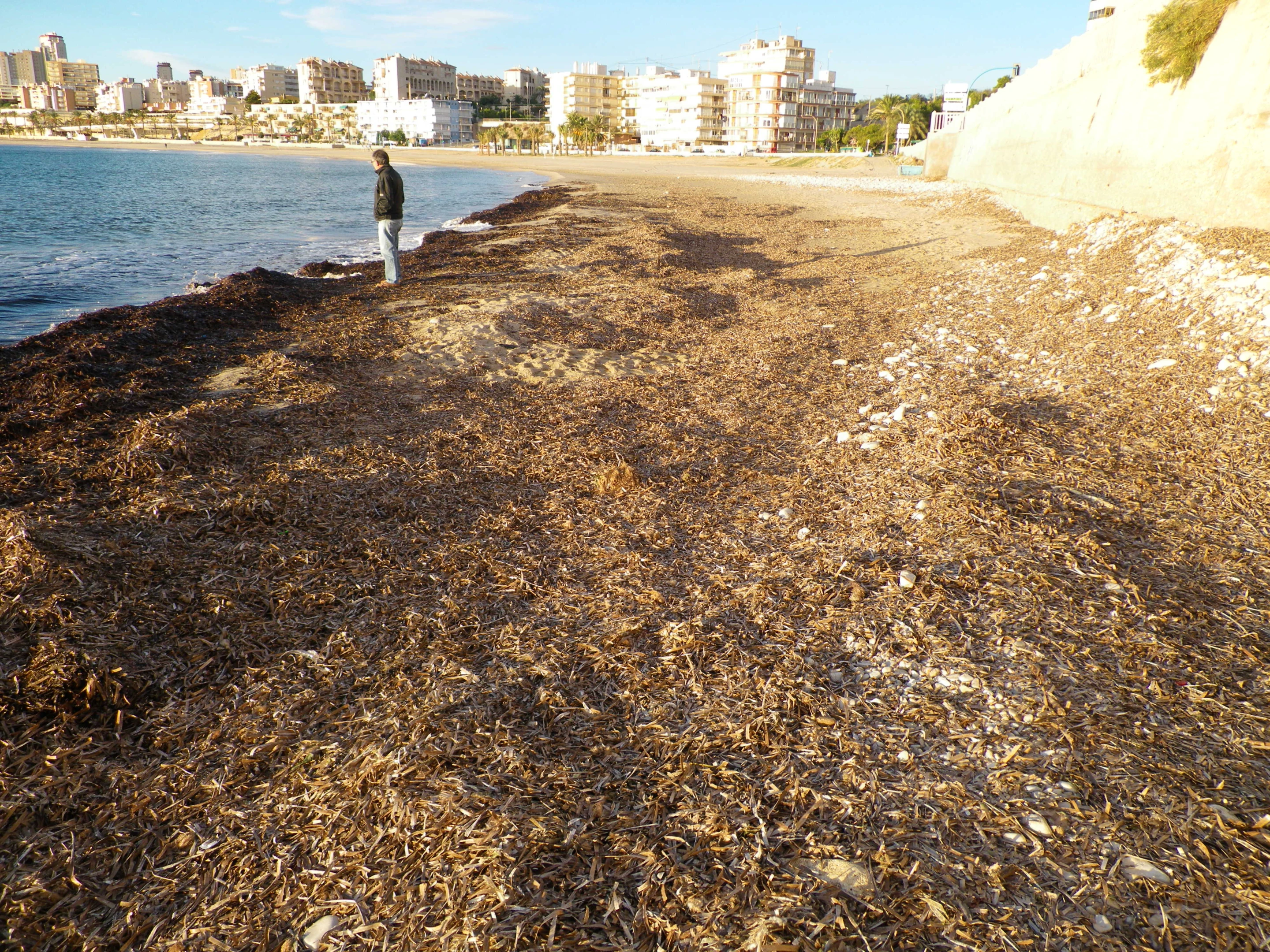 Dead seaweed on a beach in the Spanish city of Alicante