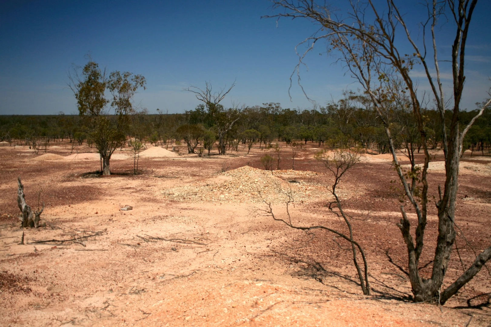 The area around Lightning Ridge opal fields, where the opalized fossils of Fostoria were found