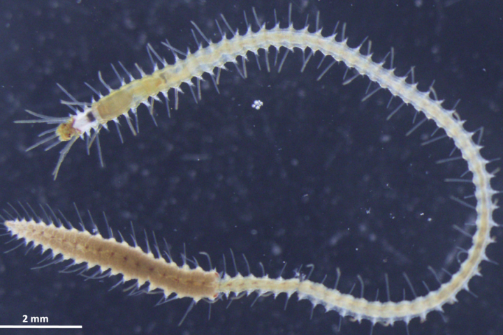 Reproduction can be challenging for marine life, but this worm has worked out how to multitask