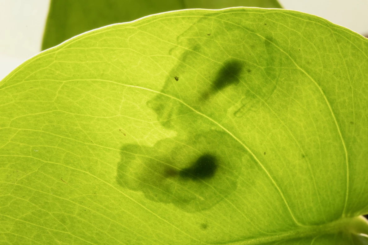 Two transparent glassfrogs, as viewed through a leaf