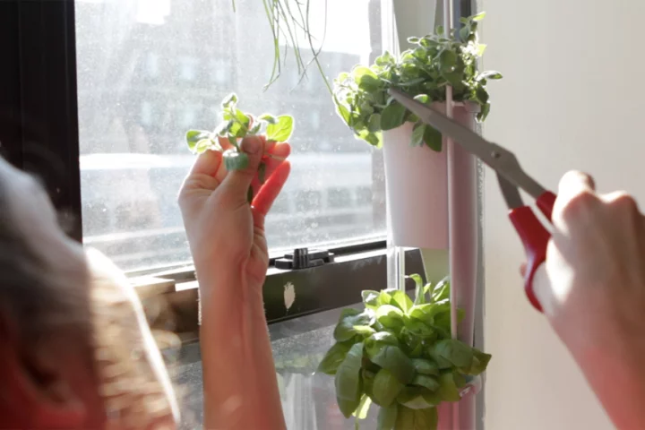 The Windowfarms project has developed a new version of its indoor gardening system - where nutrient-rich liquid soil is fed to plants arranged in a column at regular intervals
