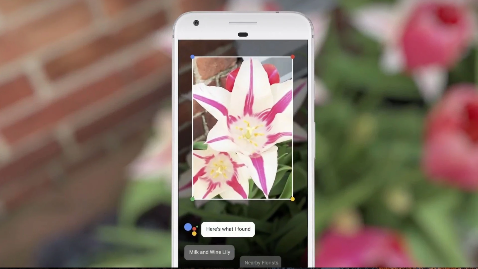 Identifying a flower with Google Lens
