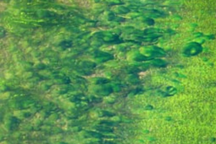 OrignOil patents technology for large scale algae oil production