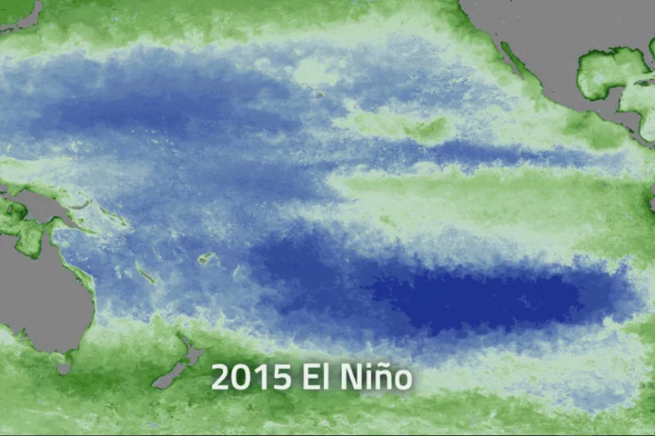 The warm water currents associated with El Niño events can have a big impact on phytoplankton populations (green)