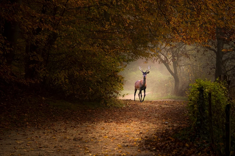 Nominee, Professional, Nature. Autumn near Paris
