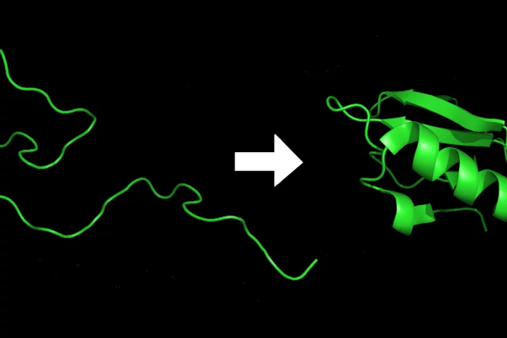 Drugs called "pharmacoperones" can fix the problems that occur when proteins "misfold"