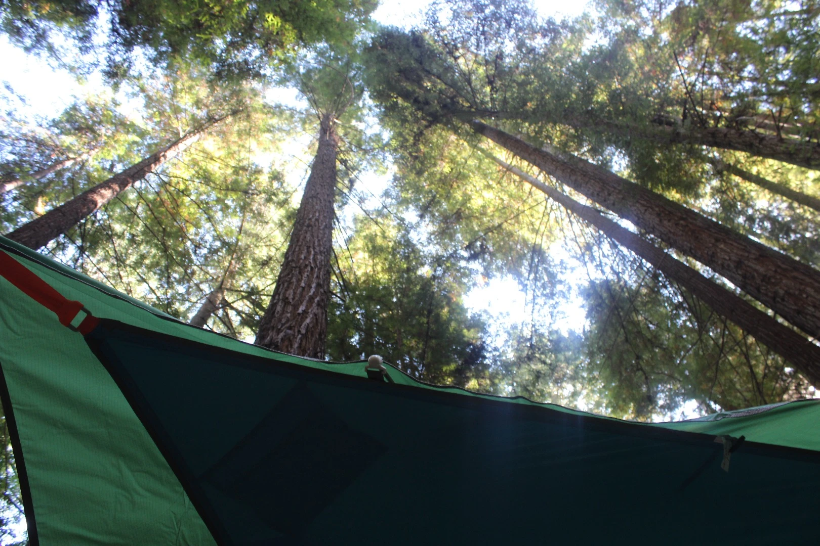 High, powerful California redwoods make the perfect place to camp in a Tentsile tent