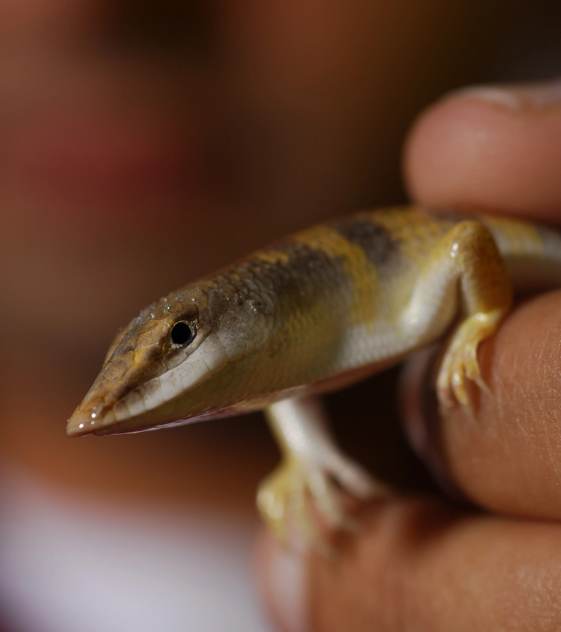 The sandfish lizard, which was the inspiration for a new snake-like robot that is being designed to burrow through debris to reach earthquake victims
