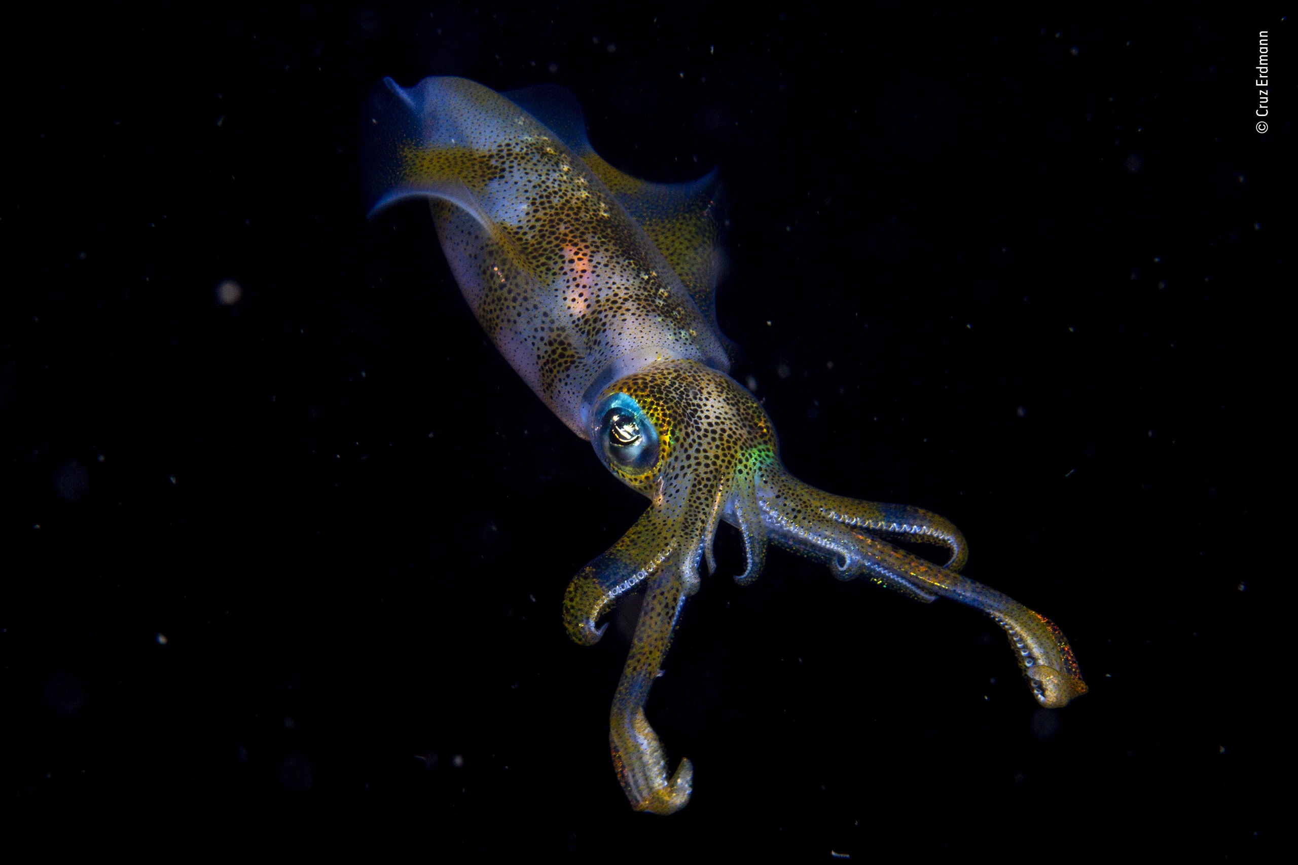 Winner Young Photographer of the Year. A glowing big fin reef squid