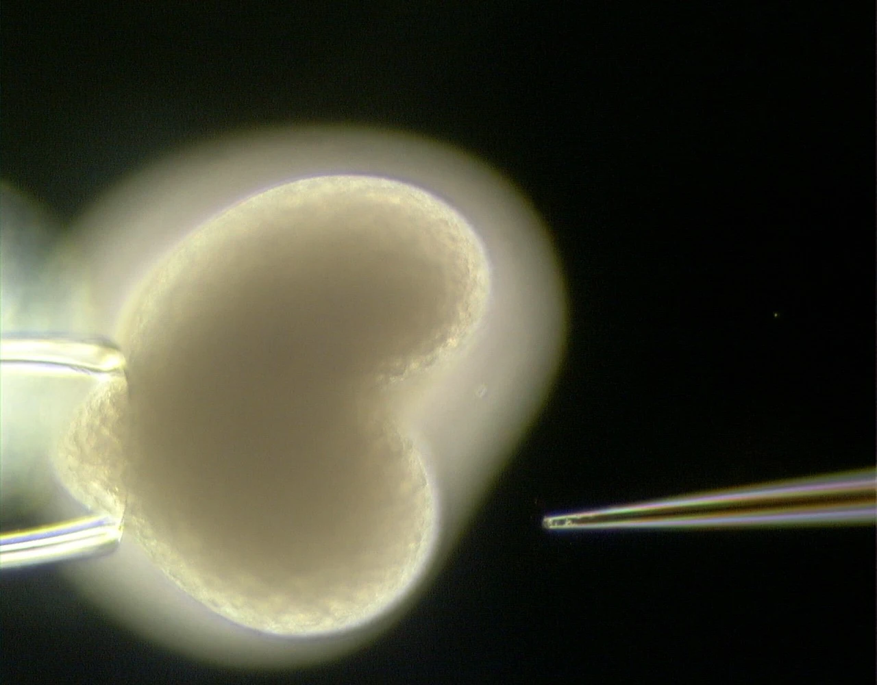 A gene sequence is injected into an embryo of Hydra (Photo: CAU/Wittlieb)