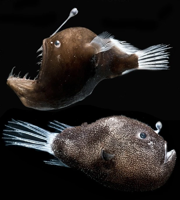 The researchers studied bacteria from two species of anglerfish, the humpback blackdevil (top) and triplewart seadevil (bottom)