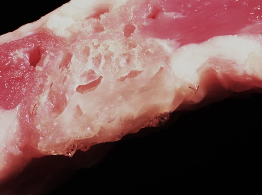 Chitosan foam bonded to a one-centimeter-long defect in explanted porcine muscle