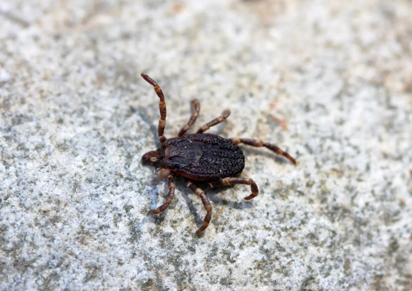 Hard tick photographed at Cabañeros National Park, Spain
