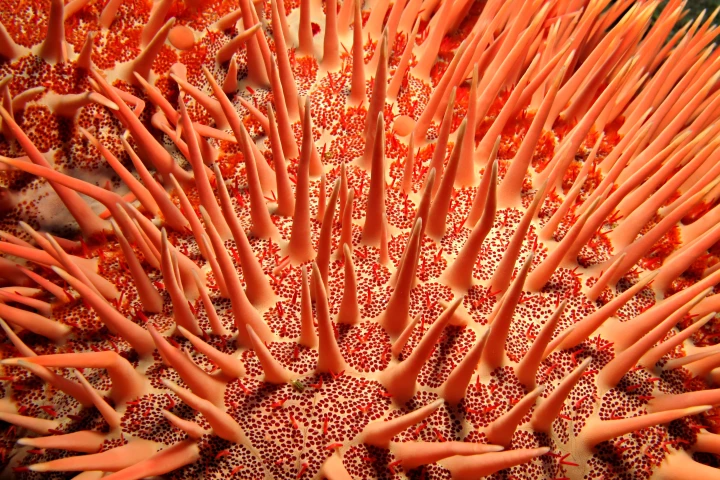 The secret language of sea stars has been uncovered for the first time