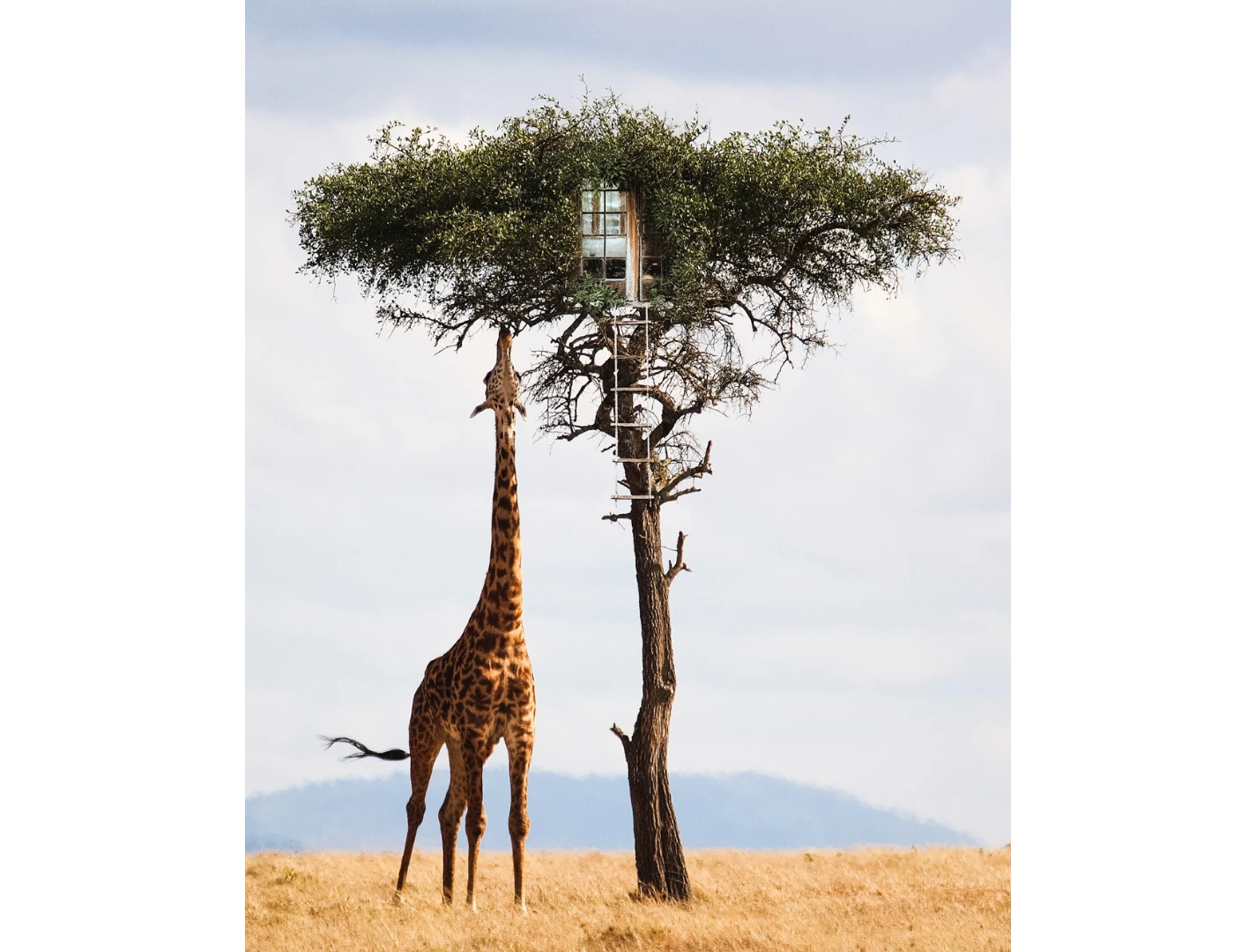 Tree House (Credit: Justin Peters CC BY-NC-ND 4.0)