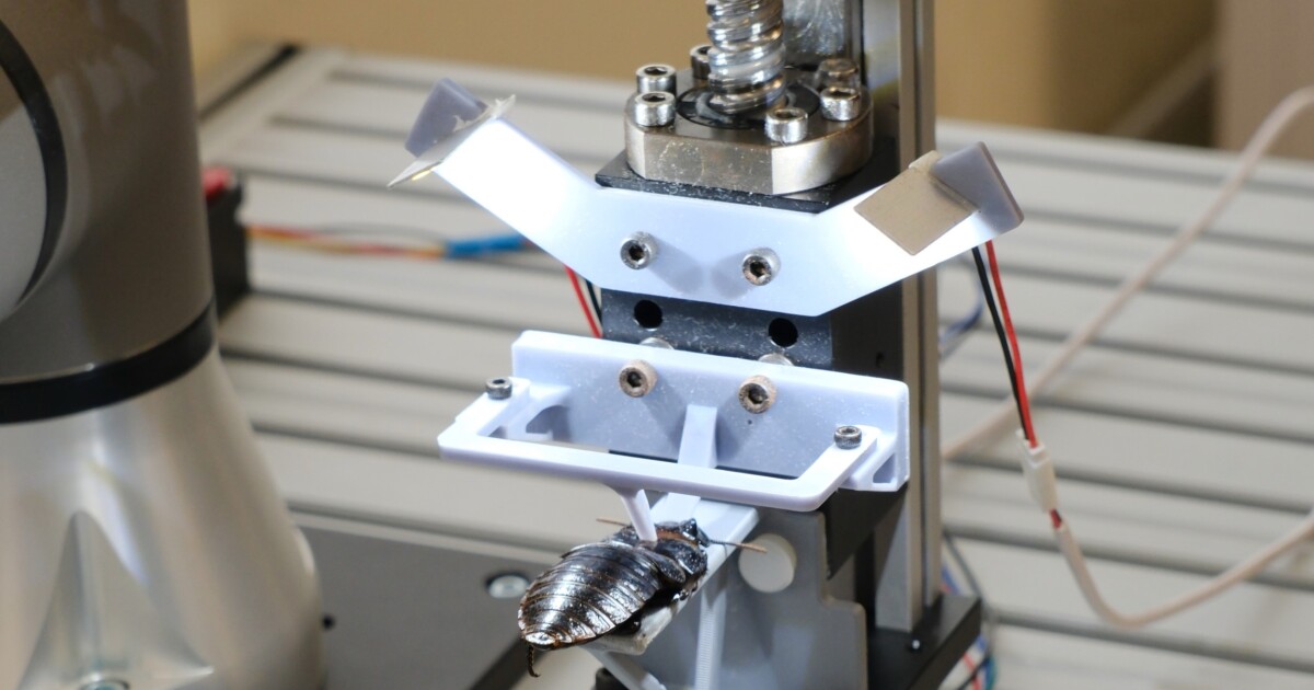 惊人装配线:一分钟打造赛博格蟑螂