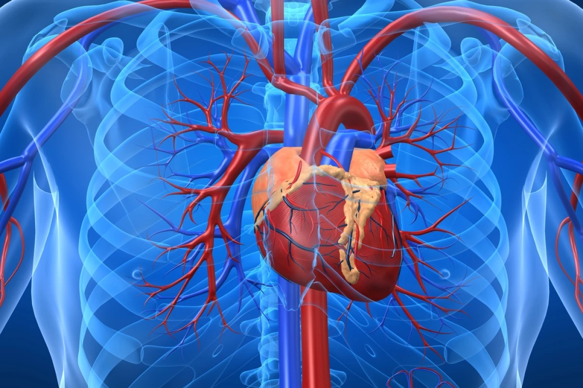 A new understanding of the immune system may be paving the way for the development of a vaccine for heart disease (Image: Shutterstock)