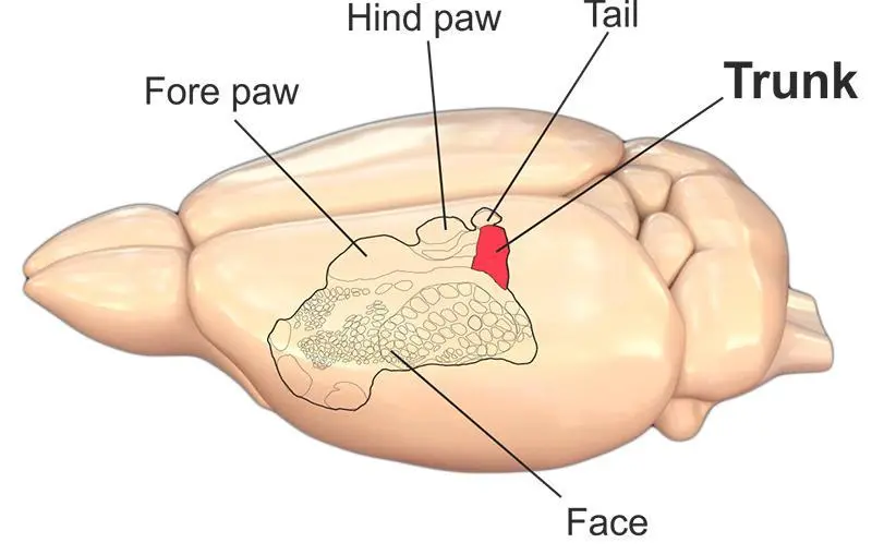 The researchers focused on the somatosensory cortex, a region of the brain that maps out physical stimulation of different parts of the body